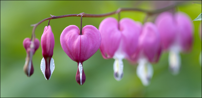 LA BENDICIÓN DE UN CORAZÓN PURO IJLAS Y TAQWAH – IV