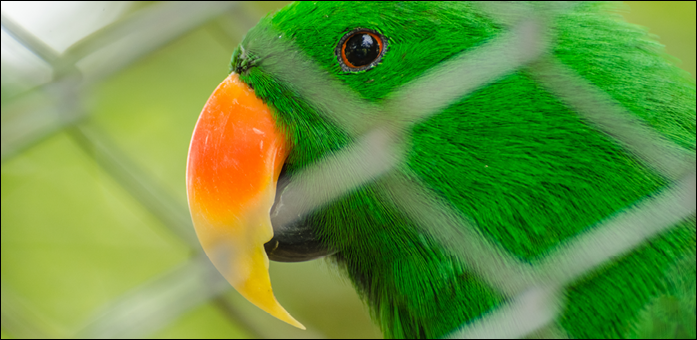 PARROT IN THE CAGE